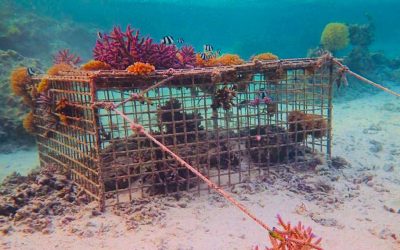 Coral Reef Planting