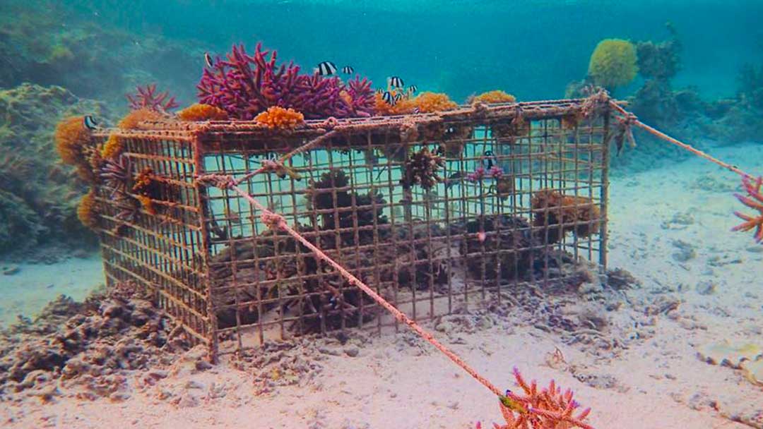 Coral Reef Planting